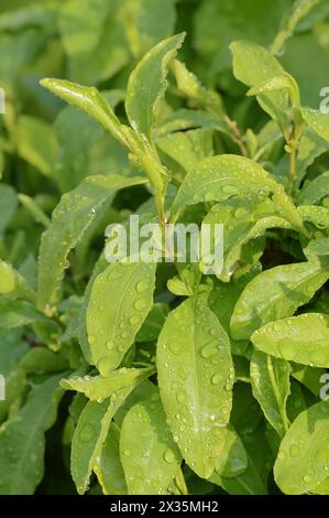 Kap plumbago (Plumbago auriculata, Plumbago capensis), Blätter mit Wassertröpfchen, Zierpflanze, heimisch in Südafrika Stockfoto