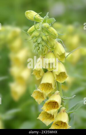 Großblütiger Fuchshandschuh (Digitalis grandiflora, Digitalis ambigua), blühend, Bayern, Deutschland Stockfoto