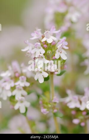 Thymian (Thymus vulgaris), blühende Heilpflanze und aromatische Pflanze, Provence, Südfrankreich Stockfoto