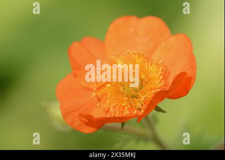 Rote Nelkenwurzel oder Gartennelkenwurzel (Geum coccineum), Blüte, Zierpflanze, Nordrhein-Westfalen, Deutschland Stockfoto