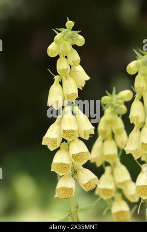 Großblütiger Fuchshandschuh (Digitalis grandiflora, Digitalis ambigua) blühend, Bayern, Deutschland Stockfoto