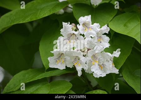 Gewöhnlicher Trompetenbaum (Catalpa bignonioides, Catalpa syringifolia), Blumen, Zierbaum, Nordrhein-Westfalen, Deutschland Stockfoto