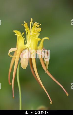 Kolumbine „Tequila Sunrise“ (Aquilegia skinneri), Blume, heimisch in Mittelamerika, Zierpflanze, Nordrhein-Westfalen, Deutschland Stockfoto