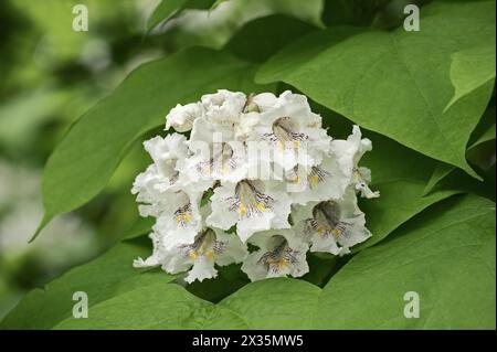 Gewöhnlicher Trompetenbaum (Catalpa bignonioides, Catalpa syringifolia), Blumen, Zierbaum, Nordrhein-Westfalen, Deutschland Stockfoto