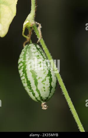 Mexikanische Minigurke (Zehneria scabra, Melothria scabra), Gurke auf der Pflanze, Nutzpflanze, Nordrhein-Westfalen, Deutschland Stockfoto