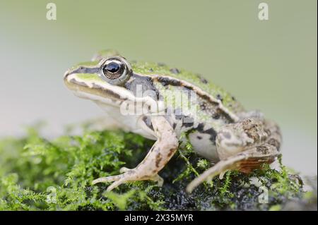 Kleiner Wasserfrosch (Pelophylax lessonae, Rana lessonae), Nordrhein-Westfalen, Deutschland Stockfoto