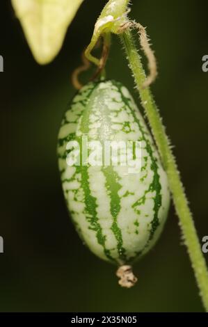 Mexikanische Minigurke (Zehneria scabra, Melothria scabra), Gurke auf der Pflanze, Nutzpflanze, Nordrhein-Westfalen, Deutschland Stockfoto