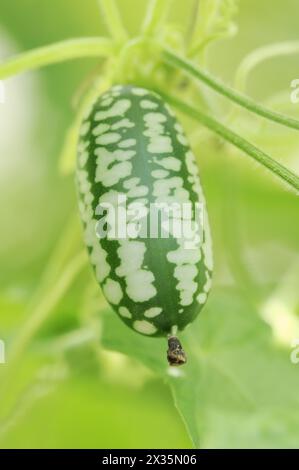 Mexikanische Minigurke (Zehneria scabra, Melothria scabra), Gurke auf der Pflanze, Nutzpflanze, Nordrhein-Westfalen, Deutschland Stockfoto