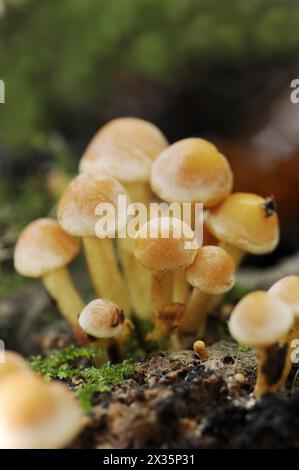 Gemauerter roter Schwefelkopf (Hypholoma lateritium, Hypholoma sublateritium), Nordrhein-Westfalen, Deutschland Stockfoto