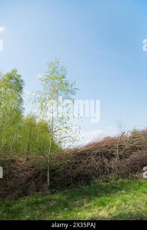 Deadwood Hecke auf einer Wiese, praktischer Naturschutz, Nistplatz und Futterplatz für Vögel und Insekten, Düsseldorf, Nord Stockfoto