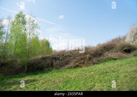 Deadwood Hecke auf einer Wiese, praktischer Naturschutz, Nistplatz und Futterplatz für Vögel und Insekten, Düsseldorf, Nord Stockfoto