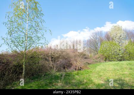 Deadwood Hecke auf einer Wiese, praktischer Naturschutz, Nistplatz und Futterplatz für Vögel und Insekten, Düsseldorf, Nord Stockfoto