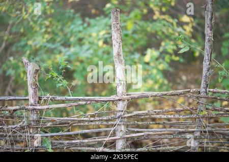 Deadwood-Hecke auf einer Wiese, praktischer Naturschutz, Nistplatz und Futterplatz für Vögel und Insekten, Niedersachsen Stockfoto