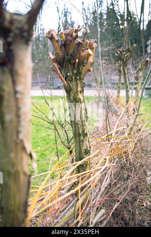 Pollerbäume und Totholz-Hecke auf einer Wiese im Park, praktischer Naturschutz, Nistplatz und Futterstelle für Vögel und Insekten, Velbert Stockfoto