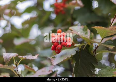 Haufen leuchtender roter Beeren auf einem Zweig eines Obstbaums Stockfoto