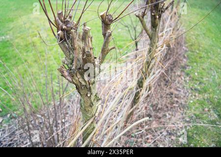 Pollerbäume und Totholz-Hecke auf einer Wiese im Park, praktischer Naturschutz, Nistplatz und Futterstelle für Vögel und Insekten, Velbert Stockfoto