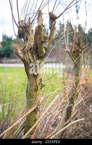 Pollerbäume und Totholz-Hecke auf einer Wiese im Park, praktischer Naturschutz, Nistplatz und Futterstelle für Vögel und Insekten, Velbert Stockfoto