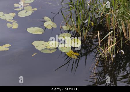 Süßwasserteich mit Seerosen, hohem Gras und Wasserpflanzen Stockfoto