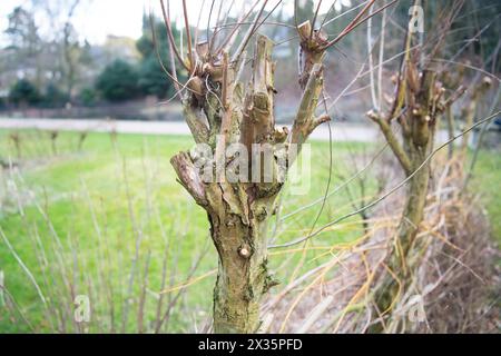 Pollerbäume und Totholz-Hecke auf einer Wiese im Park, praktischer Naturschutz, Nistplatz und Futterstelle für Vögel und Insekten, Velbert Stockfoto