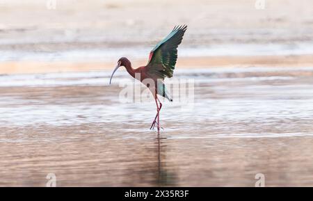 Ein weißgesichtiger Ibis, der während der Brutsaison in einem See mit vollständig ausgestreckten Flügeln aus dem Wasser steigt. Stockfoto