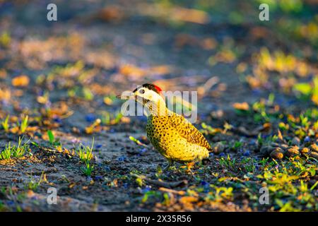 Grünspecht (Colaptes melanochlorus) Pantanal Brasilien Stockfoto