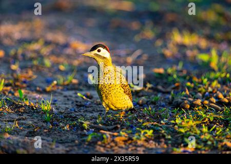 Grünspecht (Colaptes melanochlorus) Pantanal Brasilien Stockfoto