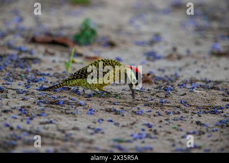 Grünspecht (Colaptes melanochlorus) Pantanal Brasilien Stockfoto