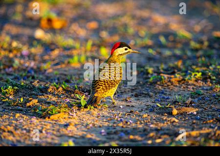 Grünspecht (Colaptes melanochlorus) Pantanal Brasilien Stockfoto