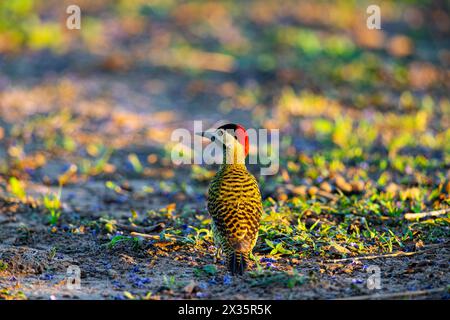 Grünspecht (Colaptes melanochlorus) Pantanal Brasilien Stockfoto