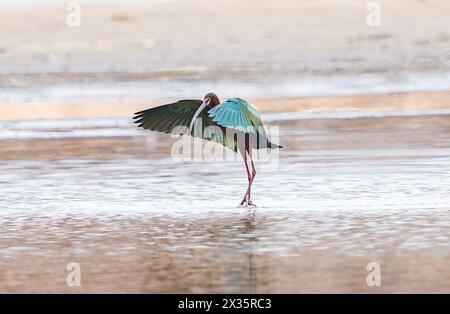 Ein weißgesichtiger Ibis-Vogel auf dem Höhepunkt seiner Brutsaison, der seine farbenfrohen Flügelfedern flattert, während er in einem flachen See watet. Stockfoto