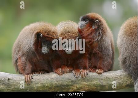 Rotspringaffe oder Rottiti (Plecturocebus cupreus, Callicebus cupreus), in Gefangenschaft, in Brasilien und Peru vorkommt Stockfoto