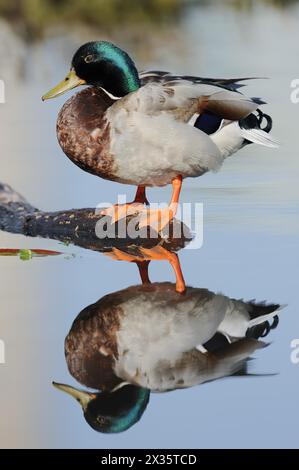 Stockenten (Anas platyrhynchos), drake mit Spiegelbild, Nordrhein-Westfalen, Deutschland Stockfoto