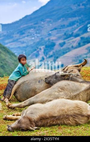 Nicht identifizierte vietnamesische Kinder mit Büffeln im Dorf Ta Van, Vietnam Stockfoto