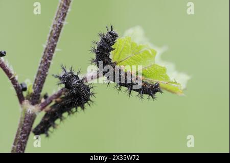 Karte Schmetterling (Araschnia levana), Raupen, Nordrhein-Westfalen, Deutschland Stockfoto