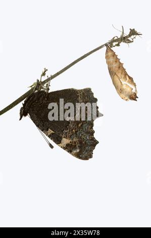 Kleine Schildkröte (Nymphalis urticae, Aglais urticae), frisch geschlüpft, vor weißem Hintergrund, Nordrhein-Westfalen, Deutschland Stockfoto