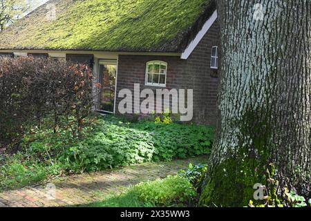 NL, Eesergroen: Der Frühling prägt die Landschaft, die Städte und die Menschen in der Provinz Drenthe in den Niederlanden. Das malerische Dorf EES in Stockfoto