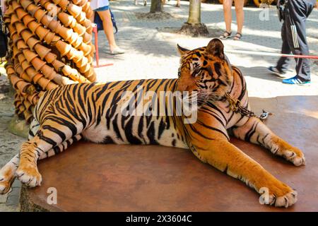 Ein Tiger im Nong Nooch Tropical Botanical Garden ist ein 500 Hektar großer botanischer Garten und Touristenattraktion in Kilometer 163 an der Sukhumvit Road in Chonburi P Stockfoto