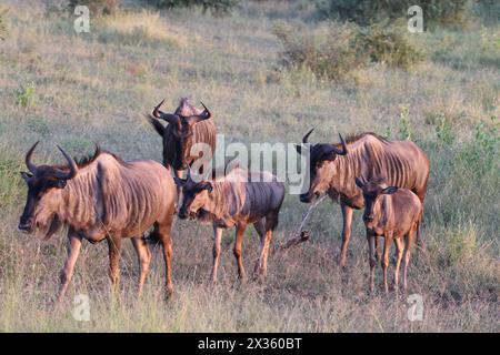 Das Blaugnus (Connochaetes taurinus), auch gemeine Gnus, Weißbärtige gnu oder gebindled gnu genannt, ist eine große Antilope und eine der beiden Stockfoto