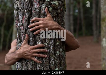 Unerkennbare Hände des jungen lateinamerikanischen Mannes, der die Energie des Baumes in einem Kiefernwald umhüllt und spürt. Konzept der globalen Erwärmung, Liebe zur Natur Stockfoto