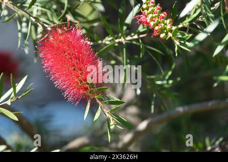 Eine rote Blume mit einem grünen Stiel befindet sich im Vordergrund des Bildes. Die Blume ist von grünen Blättern und Zweigen umgeben. Das Bild hat ein friedliches und Stockfoto