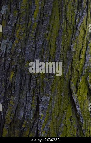 Ein Baumstamm, auf dem Moos wächst. Der Stamm ist alt und hat eine raue Textur. Das Moos verleiht dem Baum ein natürliches und organisches Aussehen Stockfoto