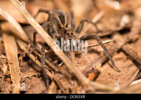 Wolfsspinnen gehören zur Familie der Lycosidae. Sie sind robuste und wendige Jäger mit ausgezeichnetem Sehvermögen. Sie leben meist in Einsamkeit, jagen allein, Stockfoto