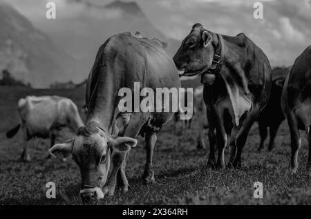 Jersey Cow weidet auf alpinen Wiesen. Kühe bei Sonnenuntergang. Kuh auf einer grünen Graswiese. Kühe schauen auf das grüne Feld. Bauernhof auf dem Land mit Kühen auf der Wiese Stockfoto