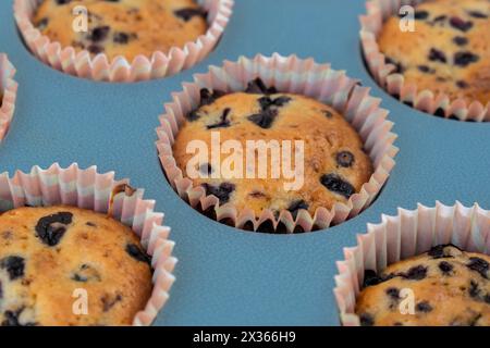 Frisch gebackene Blaubeer-Muffins. Leckerer süßer Cupcake. Gebäck hausgemachte Nachspeise. Beerenkuchen in Silikon-Muffindose. Gesunde vegane Cupcakes mit Bio-Beeren in wiederverwendbaren Siliziumformen gebacken Stockfoto