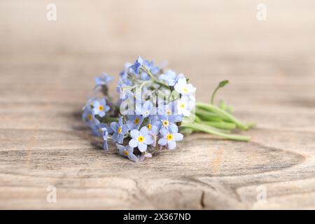 Schöne Vergissmeinnicht-Blumen auf hölzernem Hintergrund, Nahaufnahme Stockfoto
