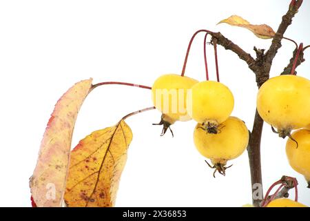 Zweig mit wilden Apfelfrüchten und gelblichen Blättern isoliert auf weißem Hintergrund. Malus sylvestris, Europäischer Krabbenapfel, Europäischer Wildapfel oder einfach der Stockfoto