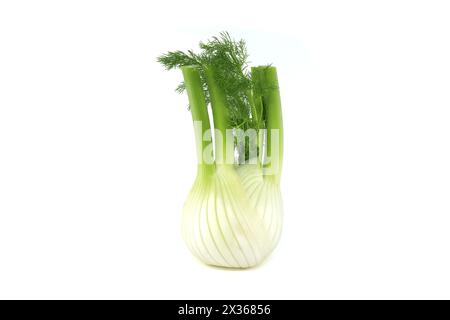 Ganze Fenchelzwiebeln überwiegend hellgelb, mit kontrastierenden Grüntönen an den Stielen und gefiederten Blättern isoliert auf weißem Hintergrund Stockfoto