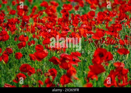 Rotes Feld. Riesige Mohnblühfelder an der Nordküste des Schwarzen Meeres, in der Frühlingssteppe. Kupferrose (Papaver rhoeas) Stockfoto