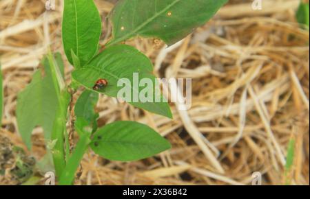 Makrofotografie eines Marienkäfers auf Blättern Stockfoto