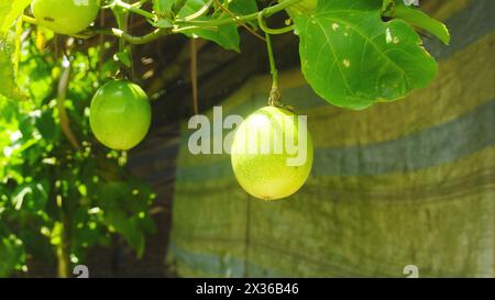 Obst- und Passionsbäume, die noch auf dem Baum liegen Stockfoto